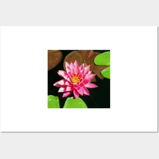 Fuchsia Pink Water Lilly Flower floating in Pond Posters and Art